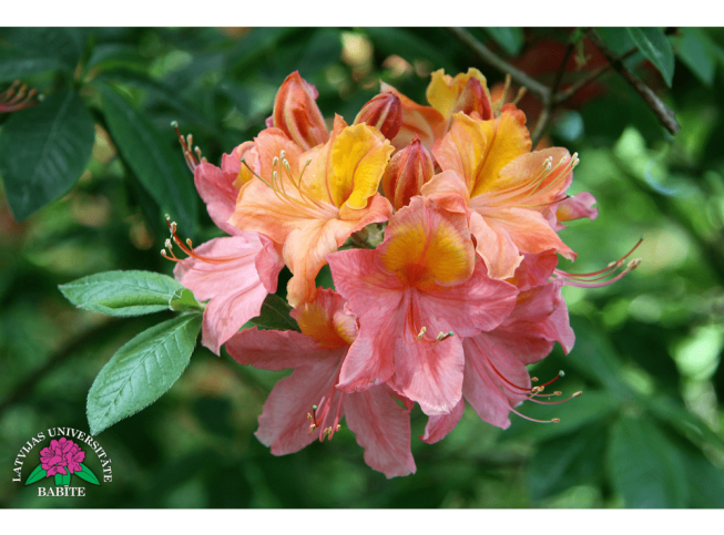 Rhododendron   'Babītes Inga'